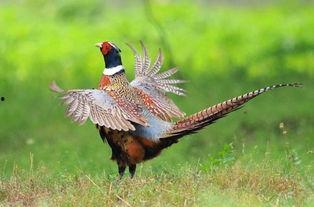 山鸡鱼的爆料方法视频,视频教学助你轻松掌握 第2张 山鸡鱼的爆料方法视频,视频教学助你轻松掌握 第2张